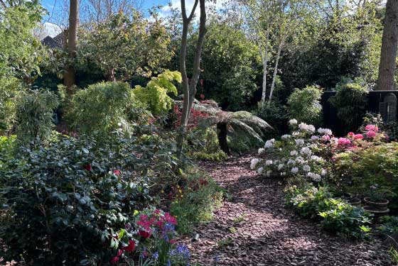 Rosy's Spring Garden Rosy's secret garden in full bloom